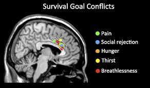 We did not find results for: The Dorsal Anterior Cingulate Cortex Is Selective For Pain Results From Large Scale Reverse Inference Pnas