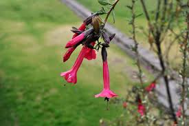 Image result for Cantua