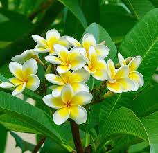 Pin By Aojikinkalib On My Plumeria Collection Rose Garden Design Plumeria Tree Ground Cover Roses