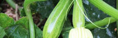 The plant probably has about 8 or so small ones on it at the moment in 3. Companion Planting For Summer Squash Insteading