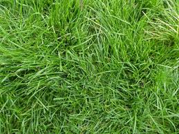 Annual ryegrasses are available that will regenerate from seed set in the previous year. Lolium Perenne Perennial Ryegrass Other Grasses Species Emorsgate Seeds 01553 829 028