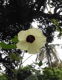 Image result for Hibiscus vitifolius