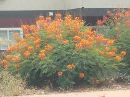 Image result for Caesalpinia pulcherrima