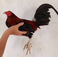 Maybe you would like to learn more about one of these? Jual Beli Ayam Philipin Kalbar å¸–å­ Facebook