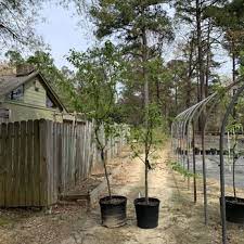 We did not find results for: Rabbit Ridge Nursery 41 Photos Nurseries Gardening 125 W Lisa St Coats Nc Phone Number Yelp