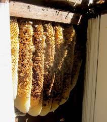 If bees are getting inside your house and you don't have a chimney, the next step would be to check the vents. How To Remove Bees From A Wall Root Simple