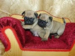 Maybe you would like to learn more about one of these? Pug Puppies For Sale In Bryan Texas Classified Americanlisted Com