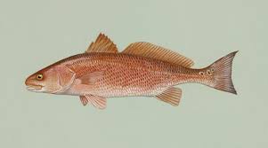 North Carolina State Salt Water Fish Channel Bass Ncpedia
