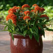 Twisted Orange Celosia