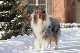 Pin On Collies N Cockers
