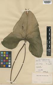 Image result for Stylochaeton puberulus