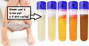 Come si raccolgono gli asparagi dal gambo o dalla racide? Mai Sottovalutare Colore E Odore Della Pipi