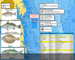 C Map Cartography Raymarine Cartography