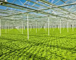 How to make a hydroponic lettuce garden. Hydroponic Lettuce Increasingly Grown In A Semi Closed Greenhouse Rijk Zwaan