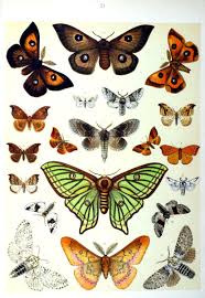 Die Schmetterlinge Europas 1910 Schmetterling Insekten Niedliche Welpen