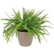 Check spelling or type a new query. Livraison Fougere Depolluante La Plante Bac Lechuza Blanc Plante De Bureau Foliflora