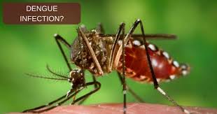 Berries like strawberries and blueberries are an excellent source of antioxidants. How To Increase Platelet Count During Dengue Fever
