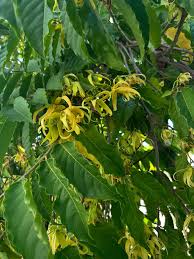 Image result for Cananga