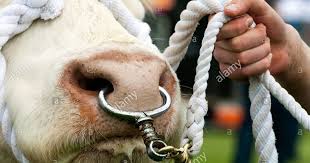 A Nose Ring Stockfotos A Nose Ring Bilder Alamy Amazon Com Nose Rings Barbells Piercing Jewelry Close Up Of B In 2020 Bull Nose Piercing Bull Nose Ring Bull Piercing