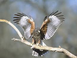 State of wyoming by the wyoming game and fish department (wgfd) as of may 2016. Hd Wallpaper Black And Brown Eagle Wings Bird Hawk Branch Bird Of Prey Wallpaper Flare