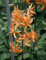 Turkische Lilie Orange Marmalade Lilium Martagon Zwiebeln Kaufen Jetzt Bestellen Lilien Blumen Blumenzwiebeln