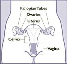 The next section in this guide is stages. Get Screened For Cervical Cancer Myhealthfinder Health Gov