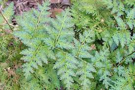 Image result for Selaginella kivuensis