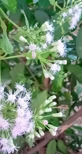Image result for Tephrosia tanganicensis