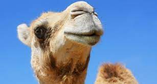Many people drink camel milk as part of their breakfast, while others enjoy it best as a midnight treat.2 x research source. Desert Elixir The Miraculous Powers Of Camel Milk Mideastposts Com