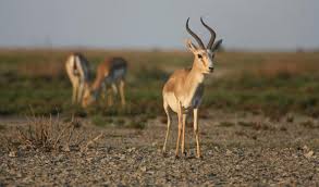 Inizia a suonare all'età di 22 anni, come flavio pardini, esibendosi principalmente in piccoli locali di. Reintroducing The Goitered Gazelle Azerbaijan S Once Lost Wildlife Heritage Iucn