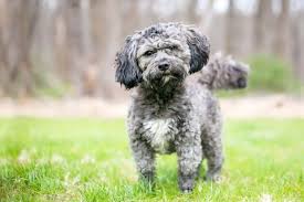 Look at pictures of havanese puppies in oregon who need a home. Havashu Shih Tzu Havanese Mix Guide Info Pictures Care More Pet Keen