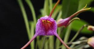 Image result for Asystasia glandulosa