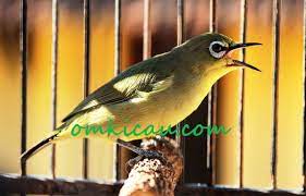 7 Ciri Pembeda Burung Pleci Jantan Dan Betina Om Kicau