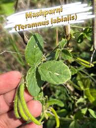Image result for Teramnus