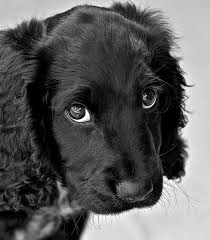 Black And White Cocker Spaniel Poodle Mix Here Is Dave Again He Is A Springer Cocker Spaniel Mix Sorry Cards Yorkie Poodle Cocker Poodle