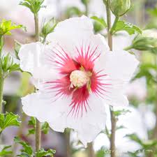 Image result for Hibiscus schinzii