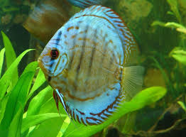 Cultivating A Healthy Discus Community Tank