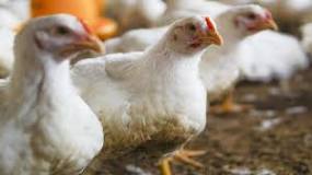 Comment monter un projet d'élevage de poulets de chair ?