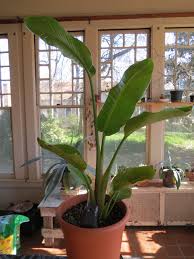 Image result for Strelitziaceae