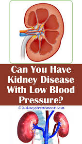Kidney Stones Dogs Polycystic Kidney Disease Kidney Disease What Causes Kidney Disease