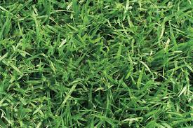 Go ahead, let the kids and the dogs play on it! Jamur Zoysia Best Sod Grass In Texas Tri Tex Grass