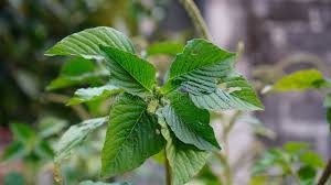 Image result for Amaranthus blitum