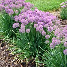 Check spelling or type a new query. Serendipity Ornamental Onion Allium Hybrid Proven Winners Perennials Shade Plants Plants