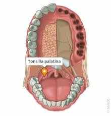 Image result for tonsilla palatina