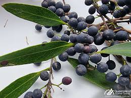 Image result for Grewia microcarpa