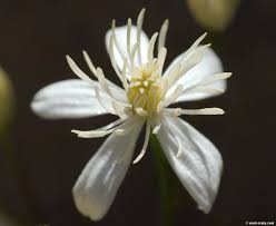 Very free flowering in spring with attractive seed heads. Clematis Elisabethae Carolae