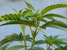 All in all, a female plant will have two bracts and long tendrils that mature, and will produce hairy stigmas that catch pollen. Sexing Cannabis How To Tell The Difference Between Young Male Vs Female Cannabis Plants Homestead And Chill