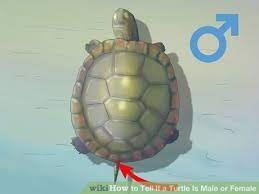 Also, female turtles grow much larger than what male turtles do. Pin On Turtles