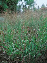 Image result for Panicum eickii