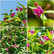 Image result for Jasminum beesianum